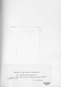 Tranzschelia pruni-spinosae image